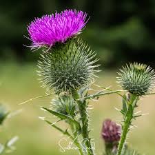Image result for Silybum marianum