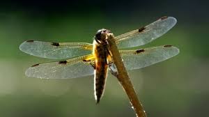Attēlu rezultāti vaicājumam “Libellula quadrimaculata larva”