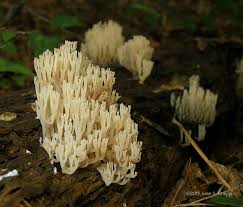 Attēlu rezultāti vaicājumam “Clavicorona pyxidata”