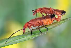 Attēlu rezultāti vaicājumam “Rhagonycha fulva”