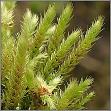 Attēlu rezultāti vaicājumam “Philonotis”