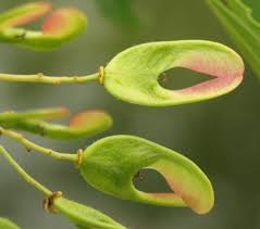 Attēlu rezultāti vaicājumam “Acer tataricum subsp. ginnala bud”