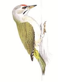 Attēlu rezultāti vaicājumam “Picus canus”