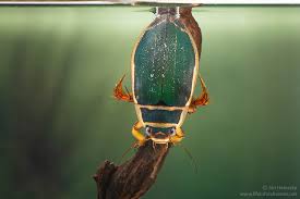 Attēlu rezultāti vaicājumam “Dytiscus marginalis”