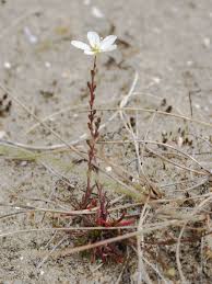 Attēlu rezultāti vaicājumam “Sagina nodosa”