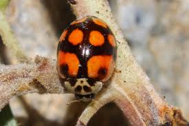 Attēlu rezultāti vaicājumam “Adalia decempunctata”