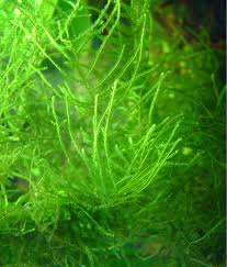 Attēlu rezultāti vaicājumam “Taxiphyllum wissgrillii”