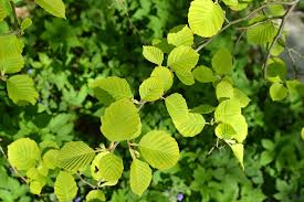 Attēlu rezultāti vaicājumam “Alnus incana leaf”