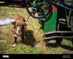 Image result for St Buryan Cc