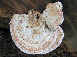 Attēlu rezultāti vaicājumam “Postia tephroleucus”