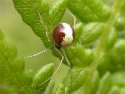 Attēlu rezultāti vaicājumam “Neottiura bimaculata”