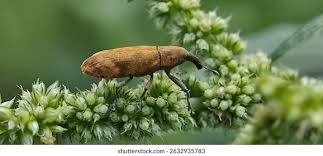 Attēlu rezultāti vaicājumam “Larinus sp.”