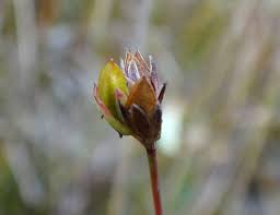 Attēlu rezultāti vaicājumam “Tragopogon heterospermus bud”