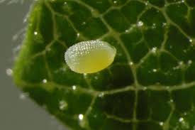 Attēlu rezultāti vaicājumam “Aethalura punctulata”