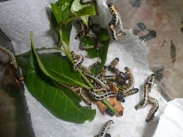 Attēlu rezultāti vaicājumam “Abraxas grossulariata larva”