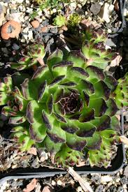 Image result for echtes Hauswurz