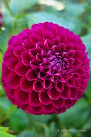 Image result for Dahlia x pinnata `Pompon Lilliput`