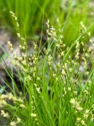Attēlu rezultāti vaicājumam “Carex lasiocarpa male flower”
