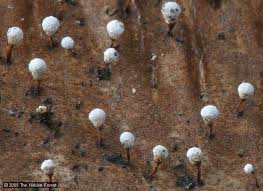 Attēlu rezultāti vaicājumam “Craterium leucocephalum”