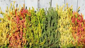 Attēlu rezultāti vaicājumam “Calluna vulgaris leaf”