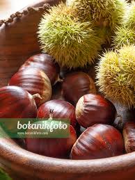 Attēlu rezultāti vaicājumam “Castanea sativa  fruit”