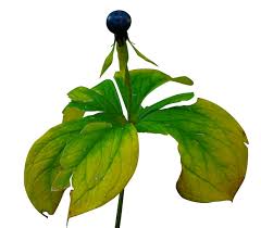 Attēlu rezultāti vaicājumam “Paris quadrifolia”