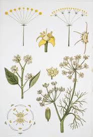 Attēlu rezultāti vaicājumam “Umbelliferae”