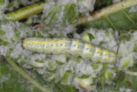 Attēlu rezultāti vaicājumam “Cucullia lucifuga larva”