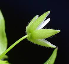 Attēlu rezultāti vaicājumam “Stellaria media bud”