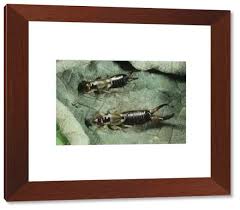 Attēlu rezultāti vaicājumam “Forficula auricularia male”