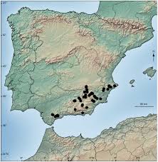 Attēlu rezultāti vaicājumam “Schistidium apocarpum sporophyte”