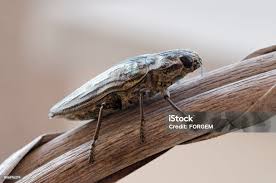 Attēlu rezultāti vaicājumam “Chalcophora mariana”