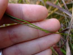 Attēlu rezultāti vaicājumam “Campanula rotundifolia leaf”