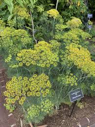 Attēlu rezultāti vaicājumam “Anethum graveolens leaf”
