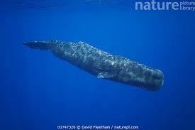 Image result for Physeter macrocephalus