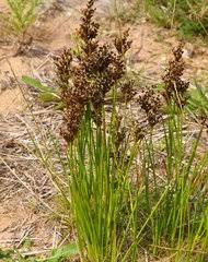 Attēlu rezultāti vaicājumam “Juncus nastanthus”