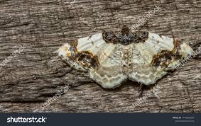 Attēlu rezultāti vaicājumam “Ligdia adustata”