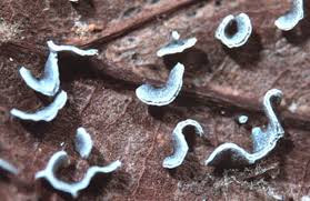 Attēlu rezultāti vaicājumam “Physarum bivalve”