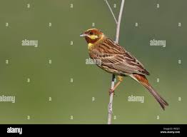 Image result for Emberiza leucocephalos
