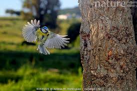 Image result for Cyanistes caeruleus
