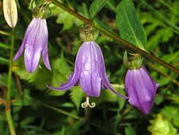 Image result for Campanula rapunculoides