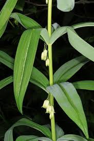 Attēlu rezultāti vaicājumam “Polygonatum verticillatum leaf”