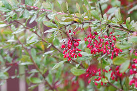 Attēlu rezultāti vaicājumam “Berberis vulgaris flower”