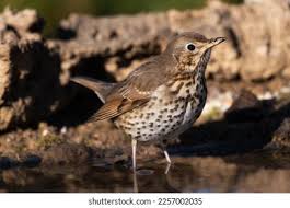 Attēlu rezultāti vaicājumam “Turdus philomelos adult”