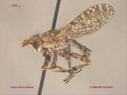 Attēlu rezultāti vaicājumam “Sciomyzidae”