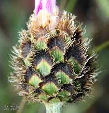 Attēlu rezultāti vaicājumam “Centaurea stoebe bud”