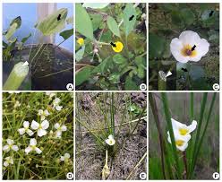 Attēlu rezultāti vaicājumam “Alismataceae”