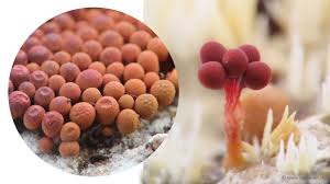 Attēlu rezultāti vaicājumam “Heterotrichia ferruginea (syn. Arcyria ferruginea)”