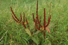 Attēlu rezultāti vaicājumam “Rumex obtusifolius flower”