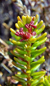 Attēlu rezultāti vaicājumam “Empetrum nigrum flower”